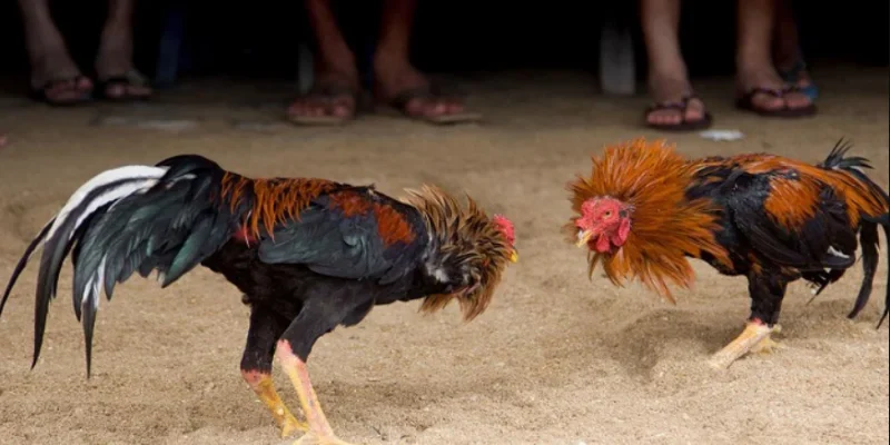 Gà Hatch - Dòng Gà Chiến Bất Bại Anh Em Không Thể Bỏ Qua 4 Chọn thời điểm xổ gà phù hợp