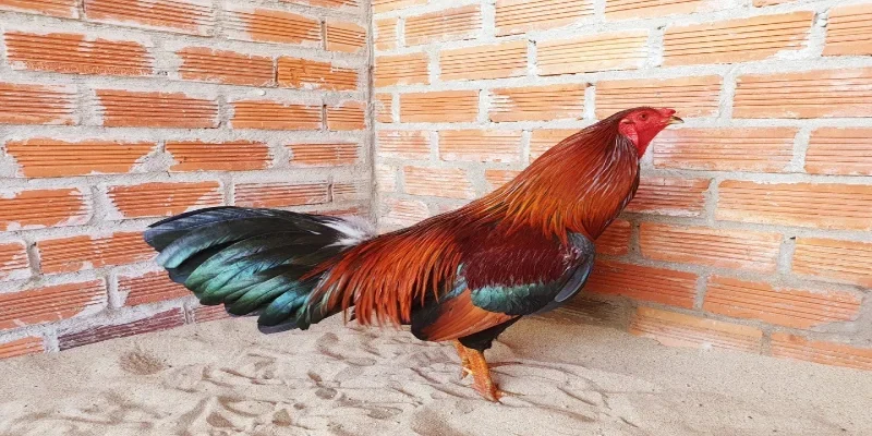 Gà Hatch - Dòng Gà Chiến Bất Bại Anh Em Không Thể Bỏ Qua 1 Giới thiệu về nguồn gốc của gà Hatch