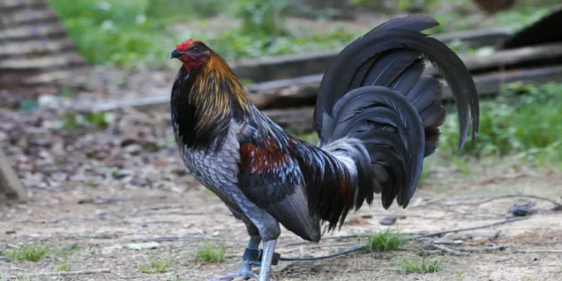 Gà Hatch - Dòng Gà Chiến Bất Bại Anh Em Không Thể Bỏ Qua 3 Gà Tre Hatch