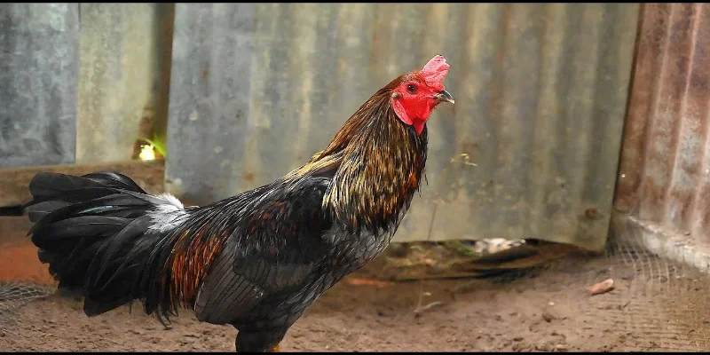 Thông tin chung về Gà Xám