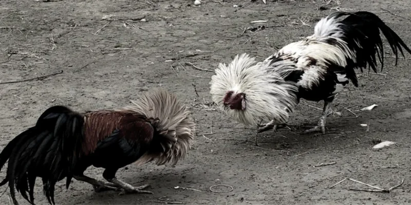 Tính cách và khả năng chiến đấu